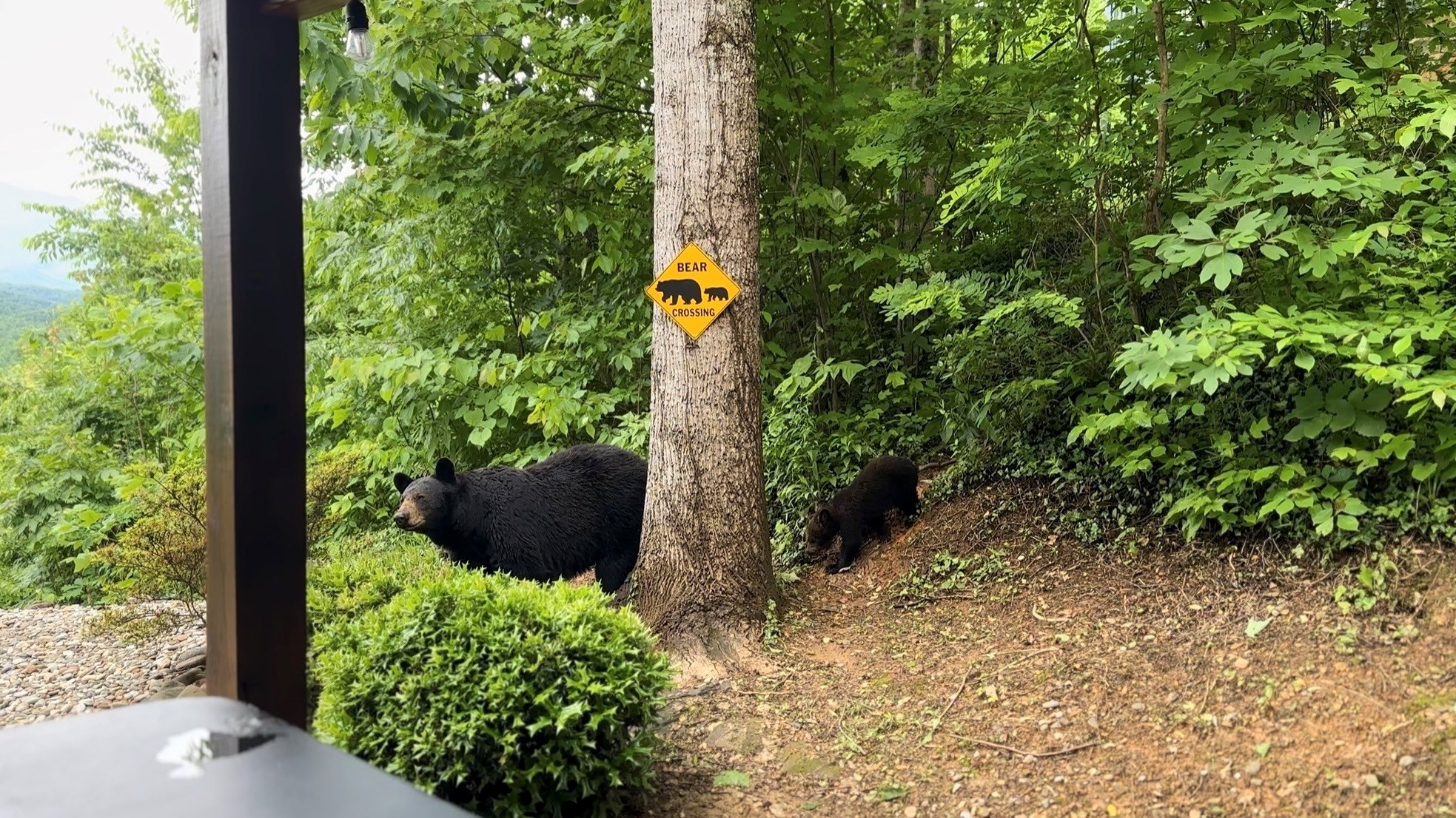 Mama black bear and cub beside a Bear Crossing sign at the edge of the woods