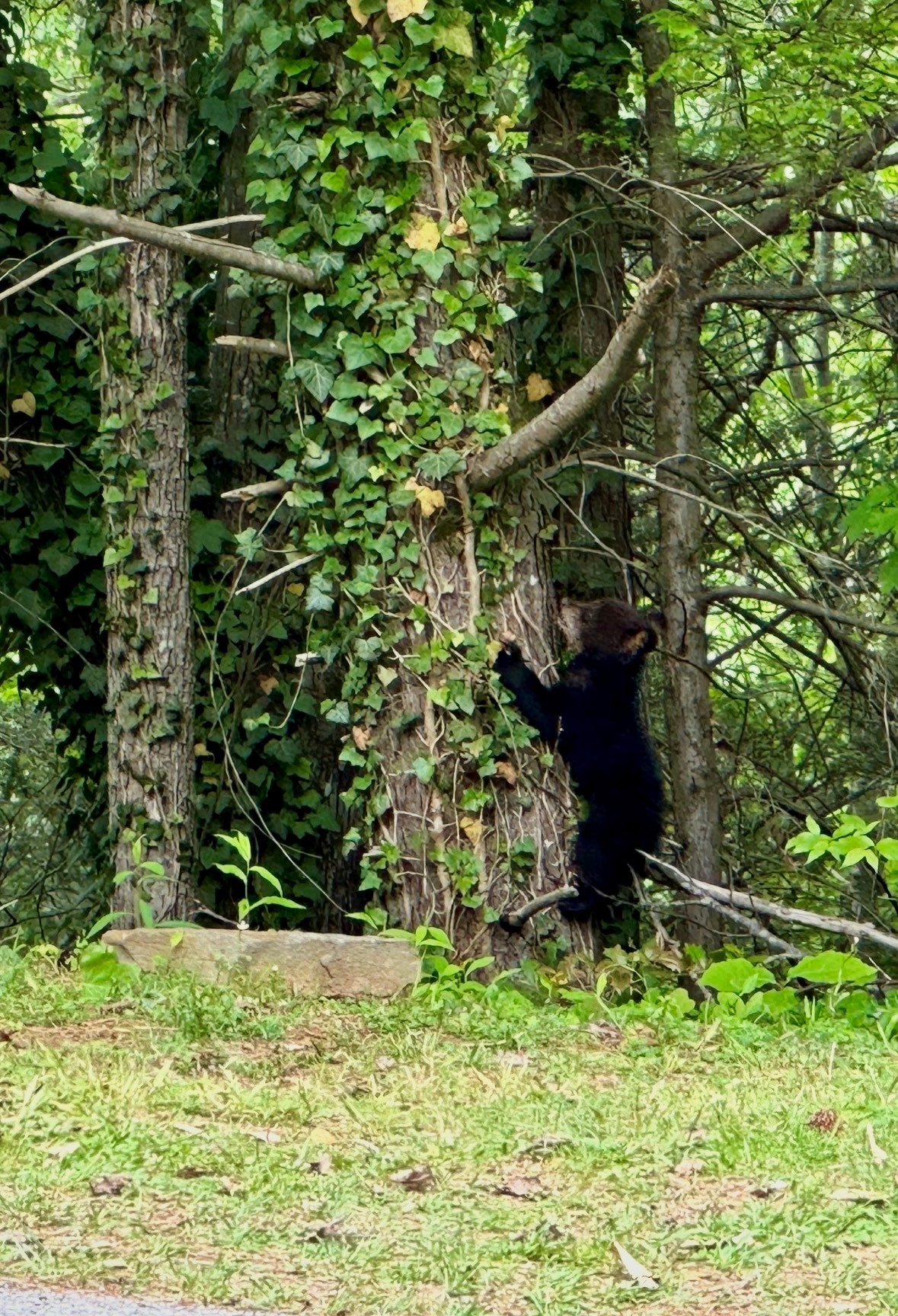 Black bear cub climbing a tree wrapped in ivy