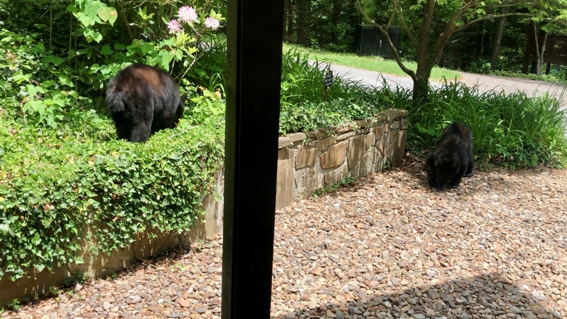 Two black bears foraging in the garden by the stone wall