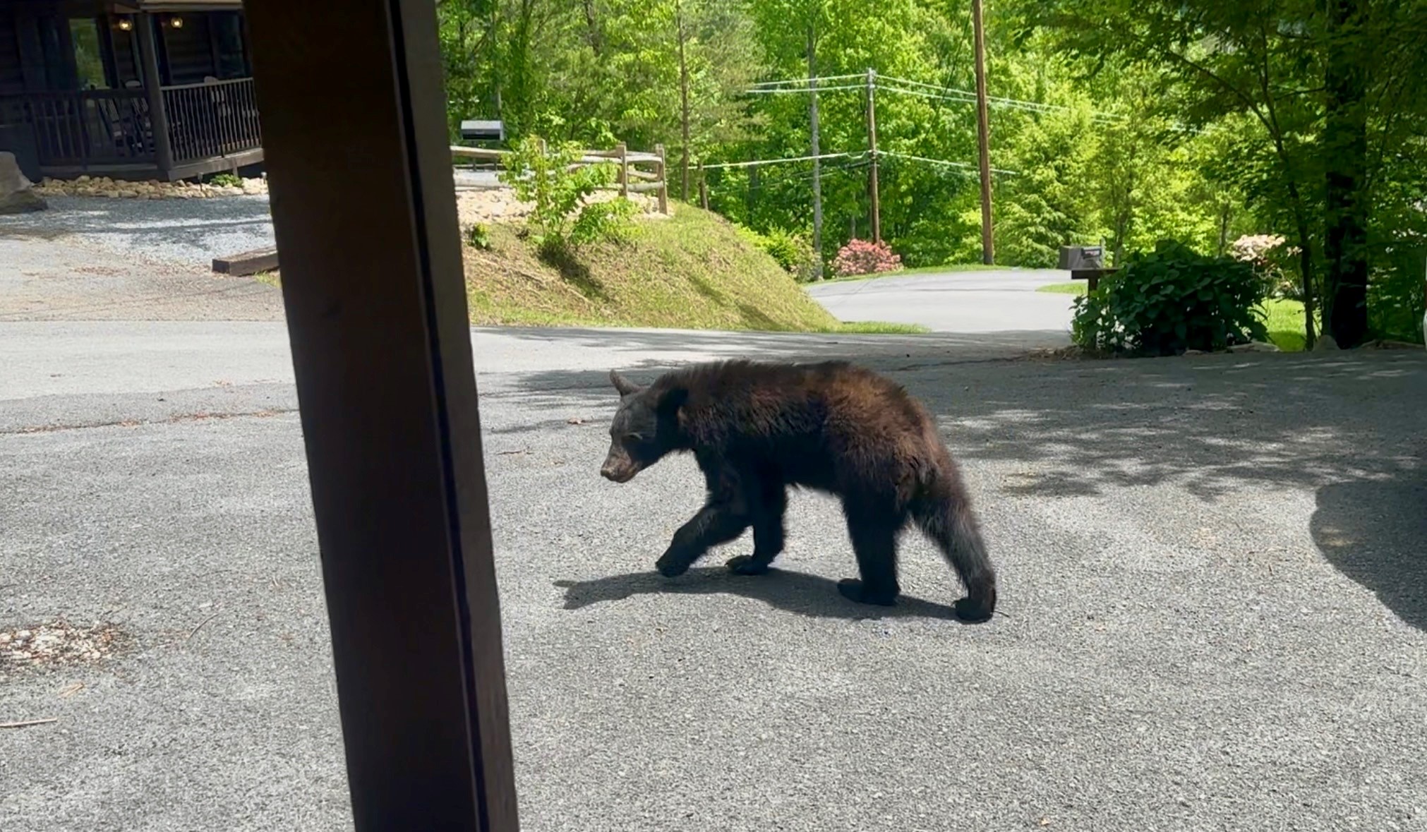 Black bear walking across the driveway in front of the cabin